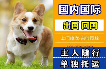 泰安市宠物托运公司泰安市宠物托运公司泰安市宠物托运公司