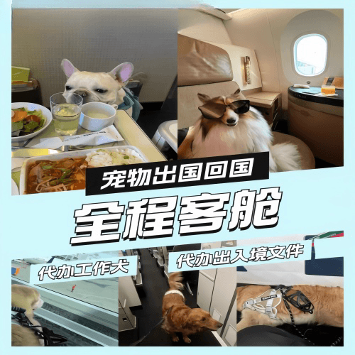 泰安市宠物托运到白俄罗斯宠物入境规定和要求